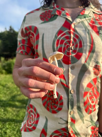 SNAIL FEAST